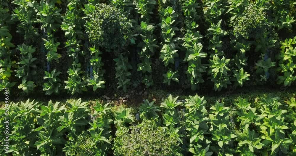 Aerial top down shot of tobacco plants growing on mountain in Indonesia Aerial top down shot of tobacco plants growing on mountain in Indonesia