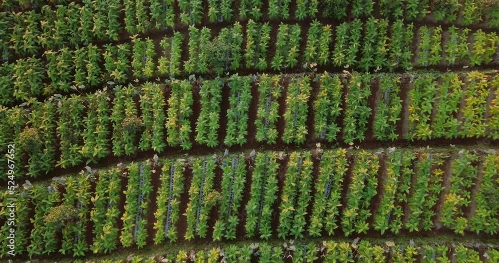 Overhead drone shot of tobacco plantation in the morning. Row on the largest tobacco plantation in Indonesia Overhead drone shot of tobacco plantation in the morning. Row on the largest tobacco plantation in Indonesia