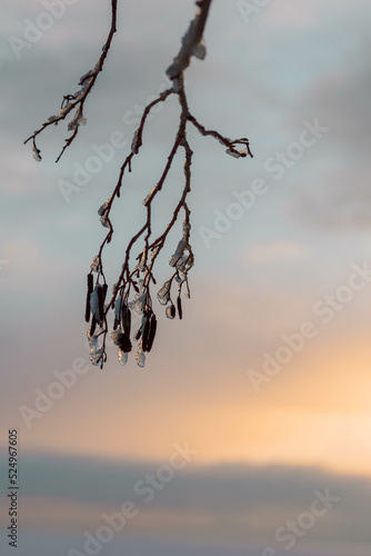 Beautiful winter landscape with field of white snow and tree branches in hoarfrost at sunset frosty day, vertical photo. High quality photo