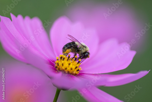 bee on flower © Irene