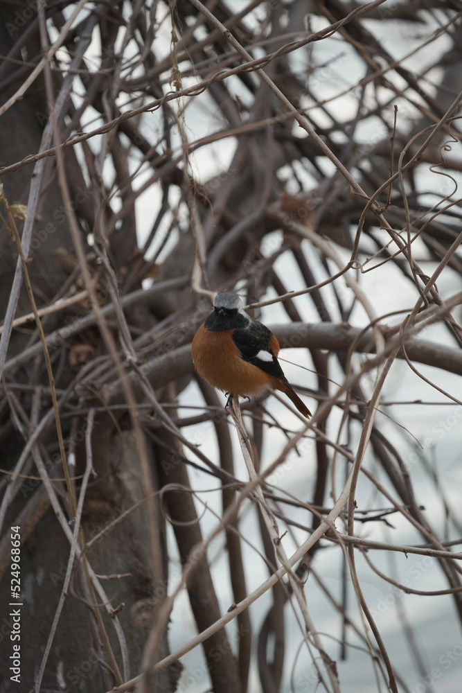 robin on a branch robin on a branch