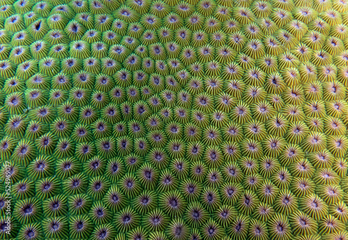 Close up image of Diploastrea heliopora coral Boracay Island Philippines photo