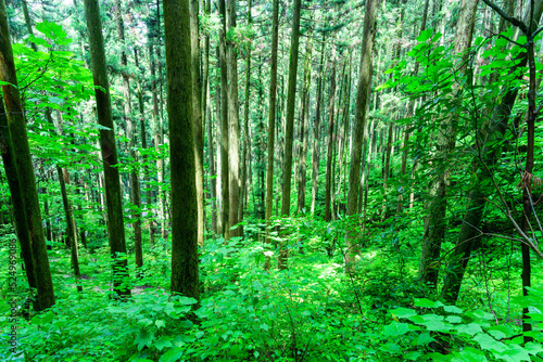 パワースポットで有名な神社・森林朝景色
Shrines and forest morning scenery famous for power spots
「上色見熊野座神社」観光・旅行
``Kamishikimi Kumanoimasu Shrine'' 
日本(春・新緑)2022年撮影
Japan (Spring/Fresh green) Taken in 2022
九州・熊本県阿蘇郡高森町
 photo