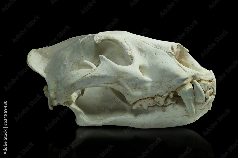 lion skull lion skull