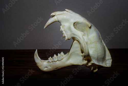 tiger skull, cat skull, taxidermy