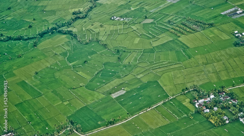 view of rice fields on the island of lombok. West Nusa Tenggara, Indonesia photo