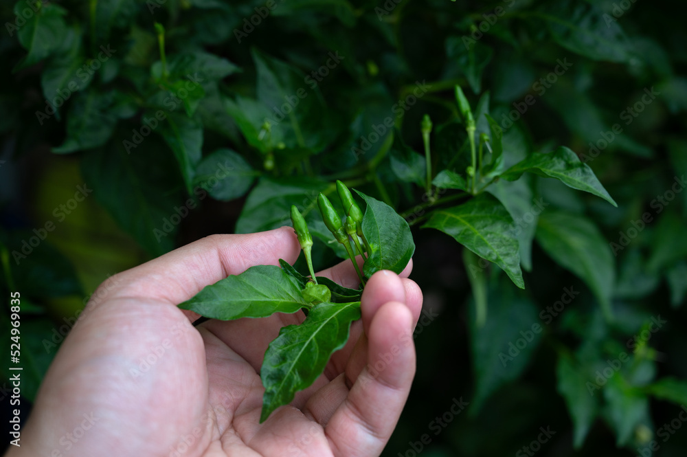 Gardeners hands are picking and checking growth of chilies in garden. Thai farmers, home grown food.