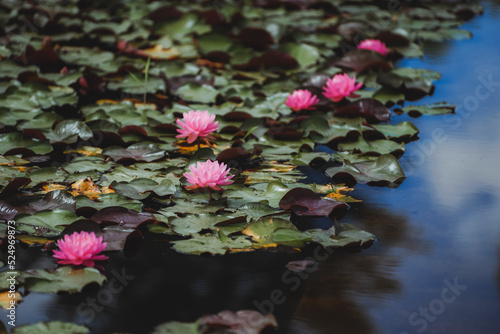 Fotografie Red lotus flowers blooming in the pond in summer