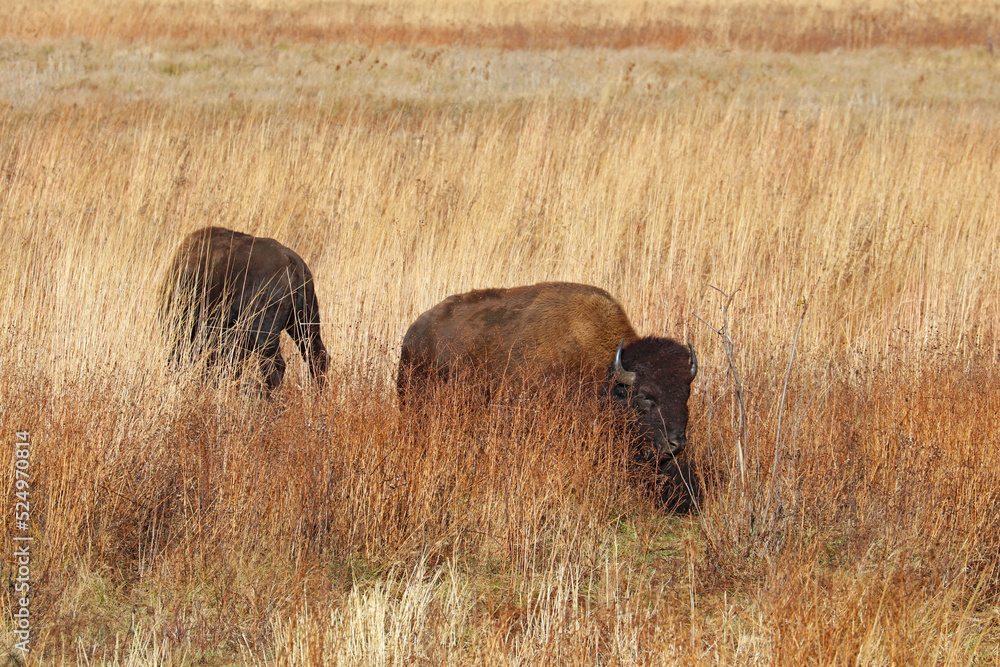 Two American bison in northwest Indiana Stock Photo Adobe Stock