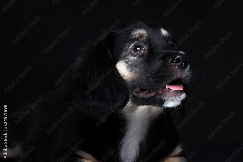 Fototapeta premium Puppy dog portrait on black background shot in studio