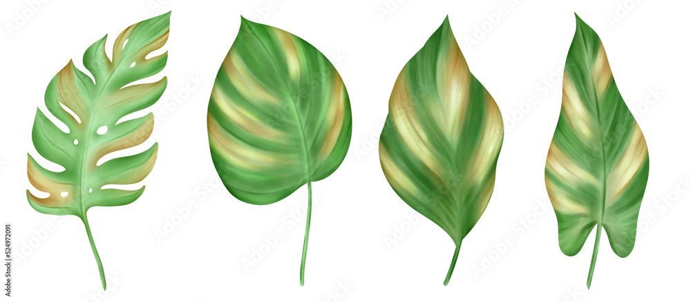 green leaves isolated on white background green leaves isolated on white background