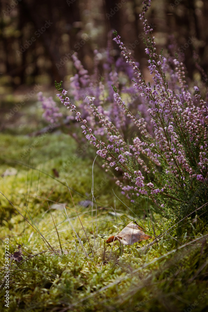 Obraz premium Close up of heather herb in the forest