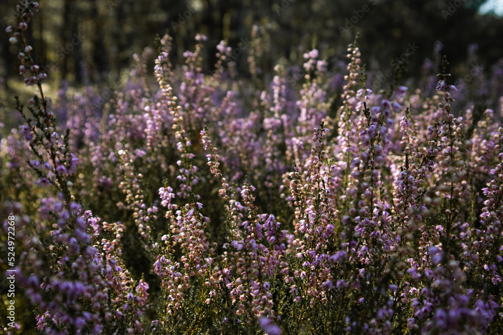 Close up of heather herb in the forest Close up of heather herb in the forest