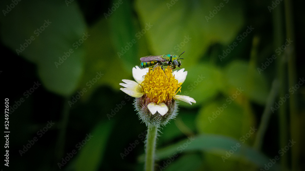 Green insect on a flower. Green insect on a flower.
