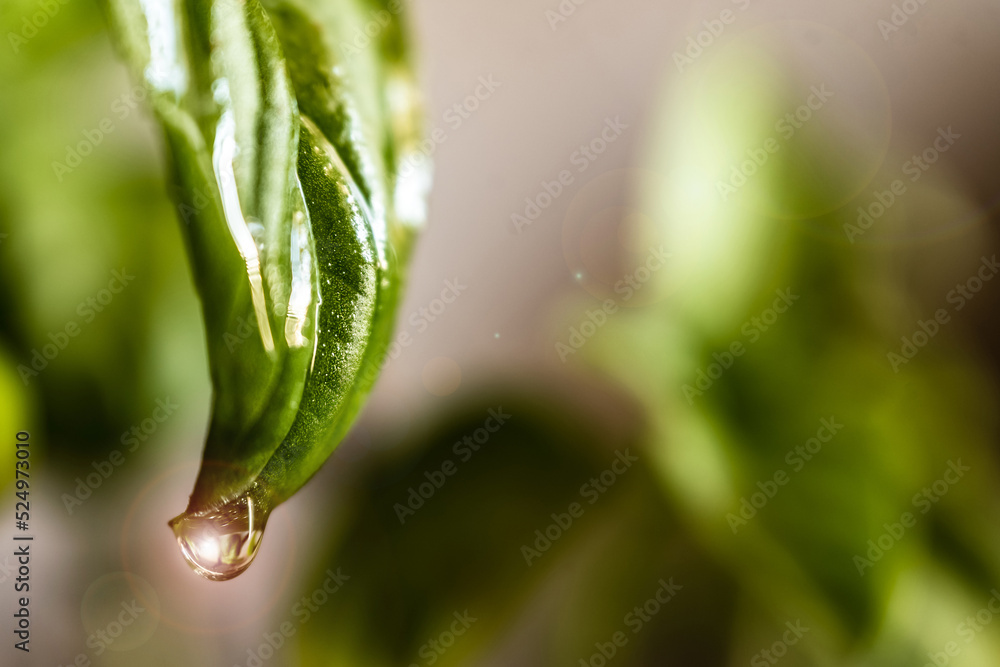 water drops on green leaves with green background water drops on green leaves with green background