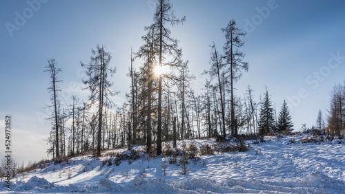 Bare trees on a snowy hill. The sun rays shine through the branches. Blue sky. Dry grass in snowdrifts. Altai
