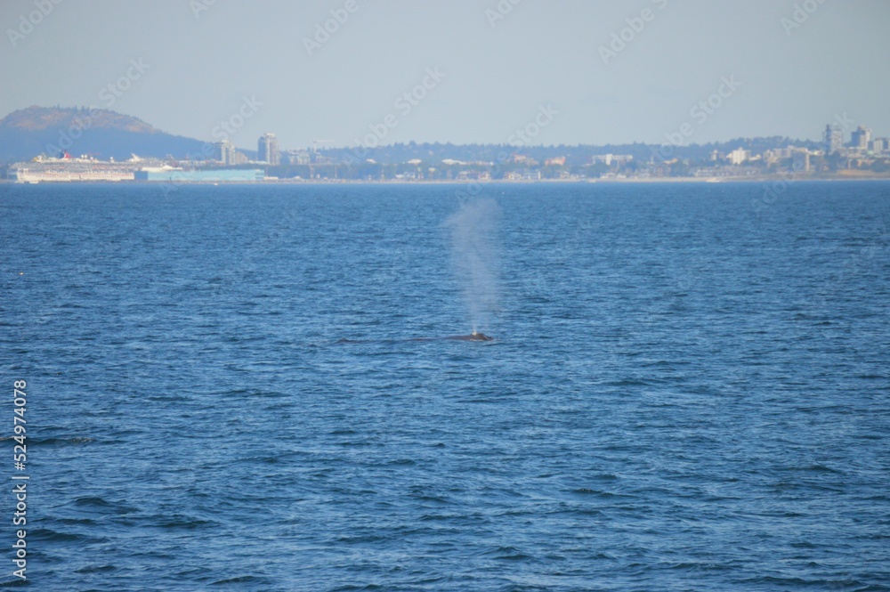 Humpback Whale Spouting In Victoria BC Humpback Whale Spouting In Victoria BC