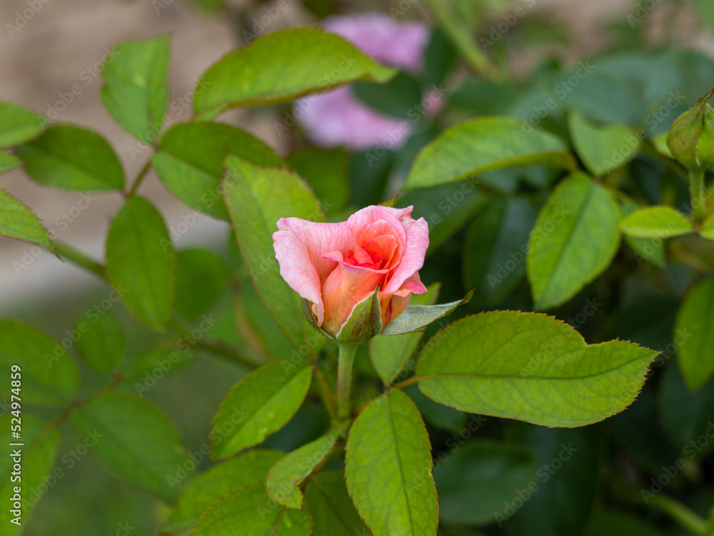 pink rose bud pink rose bud