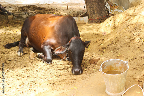 Indian cows eating grass and walking in field Haryana, India. Indian village life of farmer. Poor Indian farmer milkman.