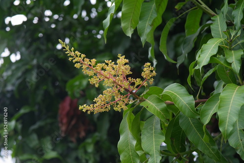Bunch of mango flowers on the tree