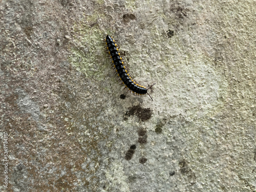caterpillar on a wall