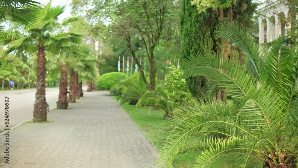 A beautiful green palm A beautiful green palm