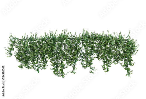 Ivy on a transparent background 