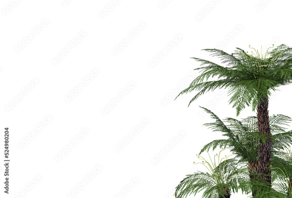 Tropical plants on a transparent background
