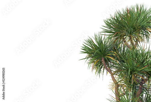 Tropical plants on a transparent background  © jomphon