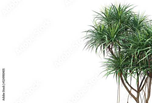 Tropical plants on a transparent background 