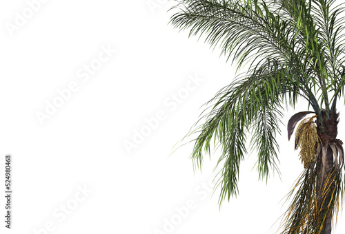 Tropical plants on a transparent background 