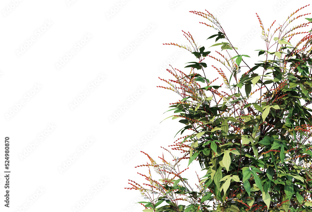 Ivy on a transparent background
Ivy on a transparent background