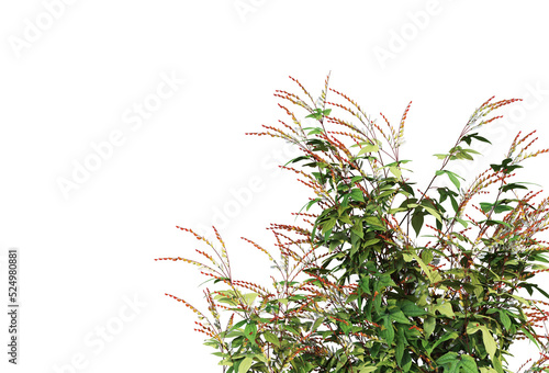 Ivy on a transparent background 