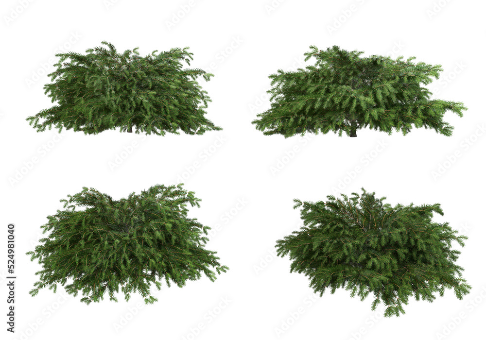 Fototapeta premium Shrubs and flower on a transparent background 