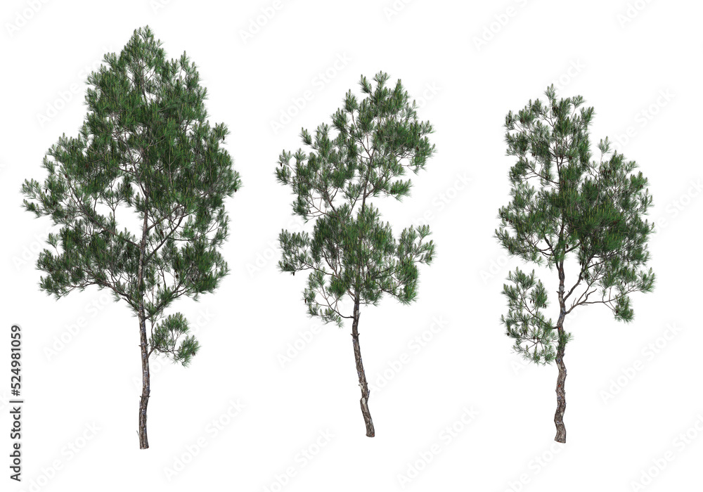 Pine trees on a transparent background
