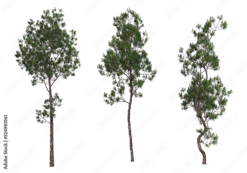Pine trees on a transparent background
Pine trees on a transparent background