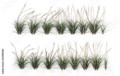 Grass on a transparent background 