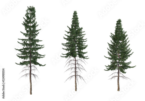 Pine trees on a transparent background  © jomphon