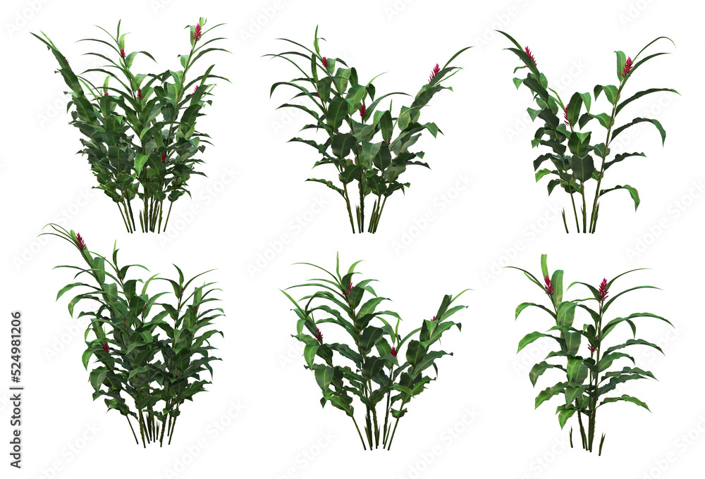 Tropical plants on a transparent background
