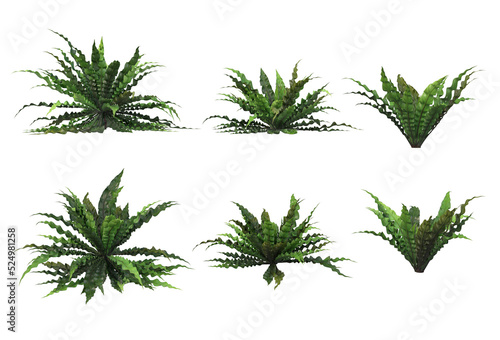 Tropical plants on a transparent background 