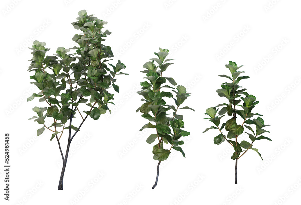 Tropical plants on a transparent background
Tropical plants on a transparent background
