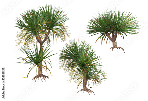 Tropical plants on a transparent background 