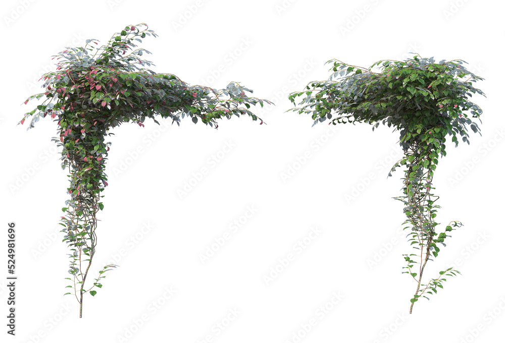 Fototapeta premium Ivy on a transparent background