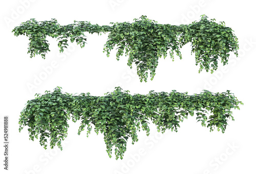 Canvas Print Ivy on a transparent background