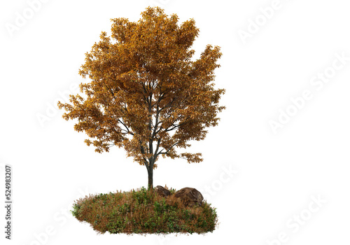 Autumn forest on a transparent background 