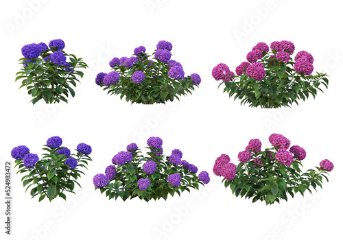 Shrubs and flower on a transparent background 