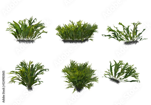 Shrubs and flower on a transparent background 