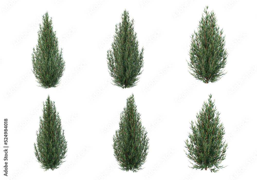 Shrubs and flower on a transparent background
Shrubs and flower on a transparent background