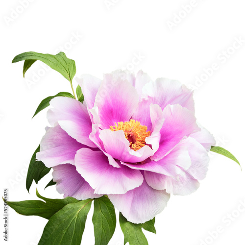 A large beautiful white-lilac flower of a tree peony.