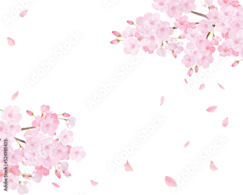 光差し込む美しく華やかな満開の薄いピンク色の桜の花ー花びら舞い散る幻想的な白バックフレーム背景素材